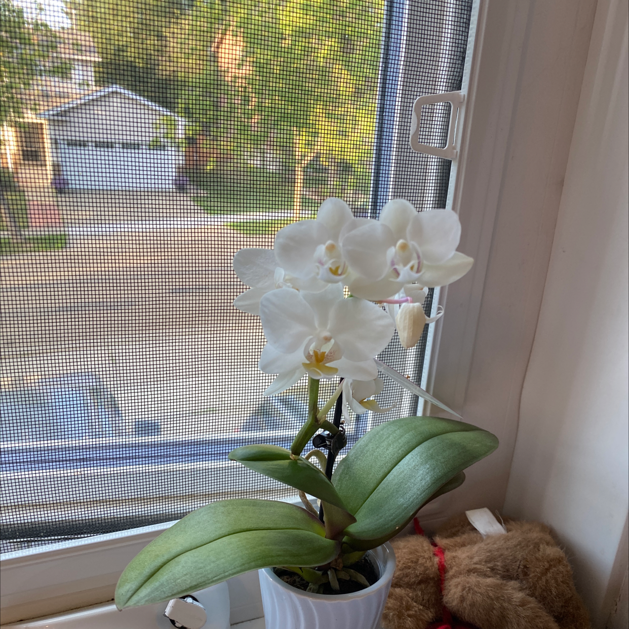 Phalaenopsis Orchid plant photo by Jill named Captain Plant-it on Greg, the plant care app.