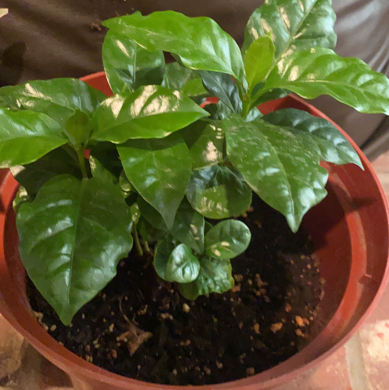Arabian Coffee Plant plant photo by Jill named Bert on Greg, the plant care app.