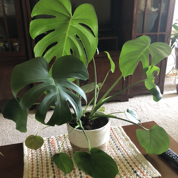 Monstera plant photo by Lexi named Beyonce on Greg, the plant care app.