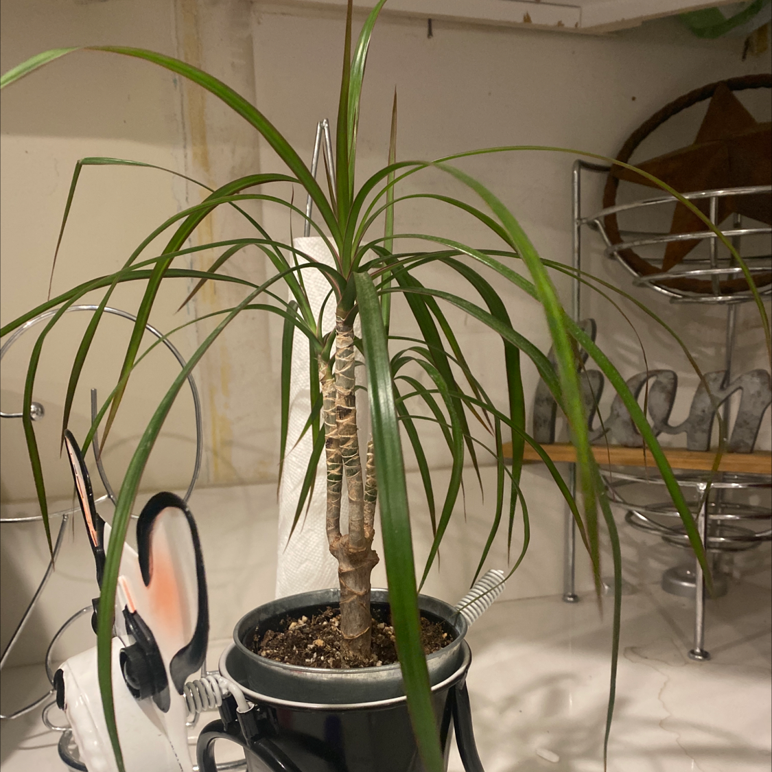Song of India plant photo by Anna named Harmony on Greg, the plant care app.