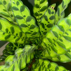 Rattlesnake Plant plant photo by @Liibby named Spots on Greg, the plant care app.