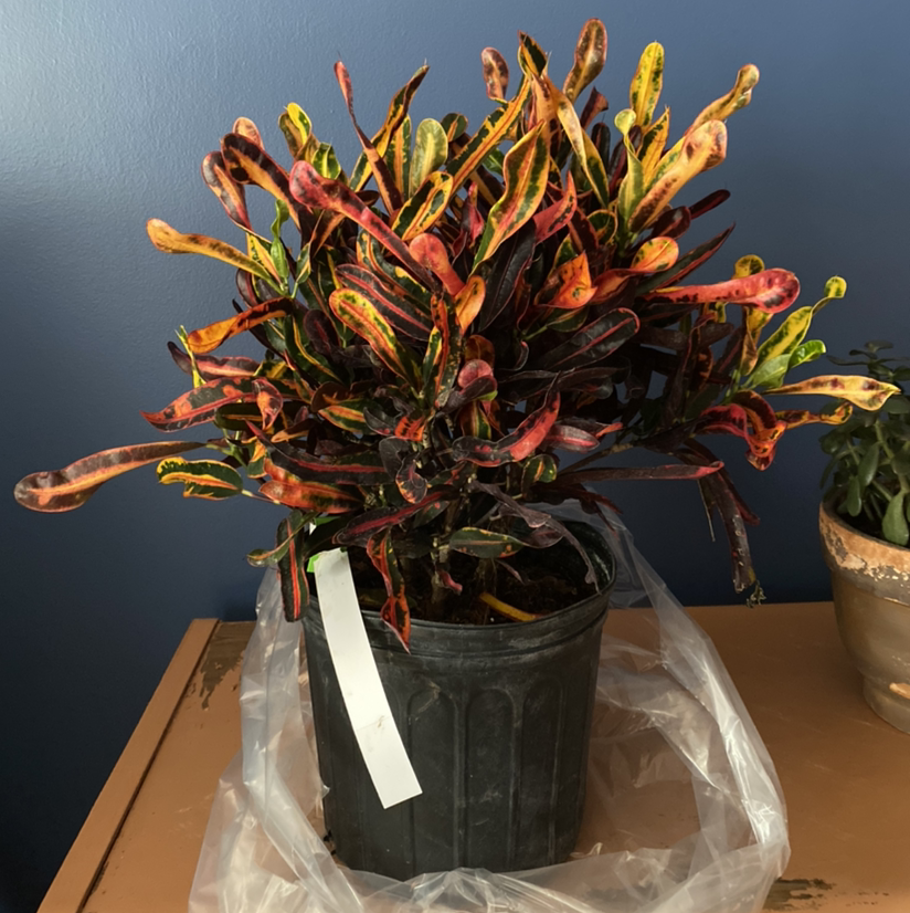 Gold Dust Croton plant photo by @Liibby named Croton on Greg, the plant care app.
