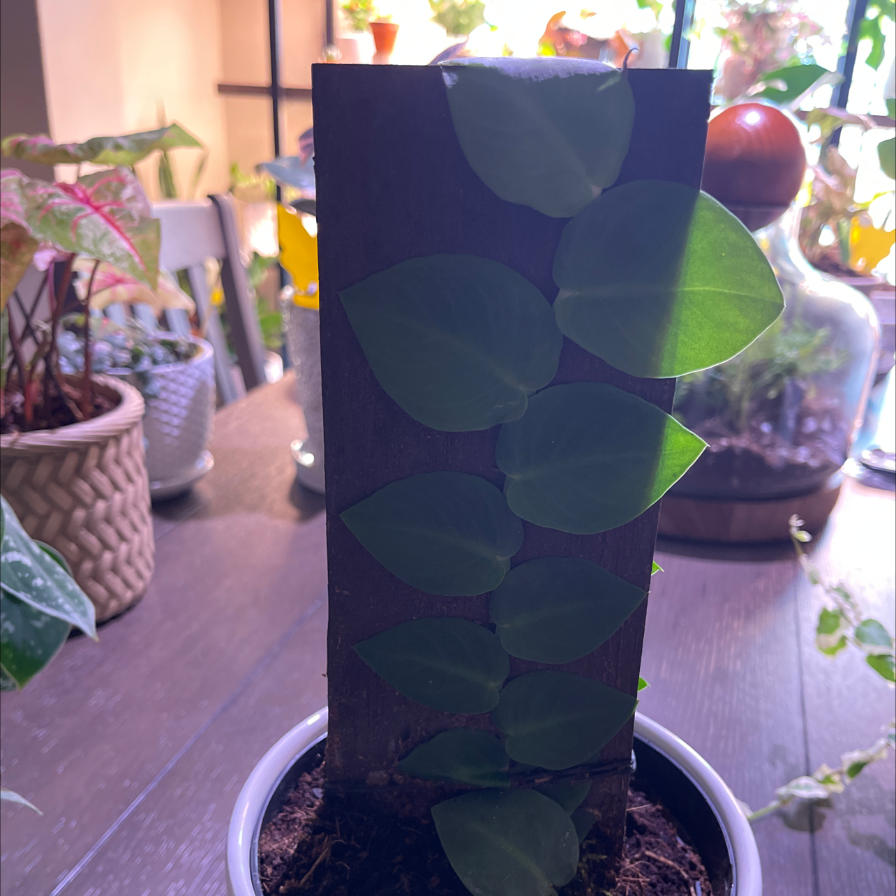 Rhaphidophora hayi plant growing vertically on a support, with healthy green leaves.