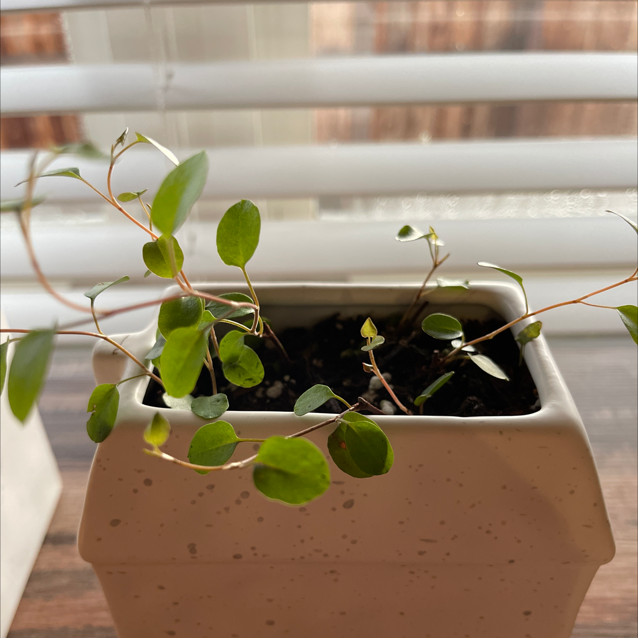 Maidenhair Vine plant in a white pot with small green leaves and thin stems.