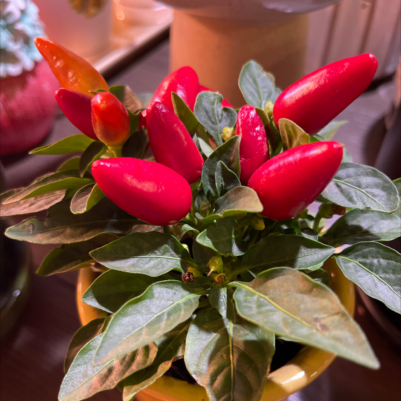 Ornamental Pepper plant with vibrant red peppers and healthy green leaves.