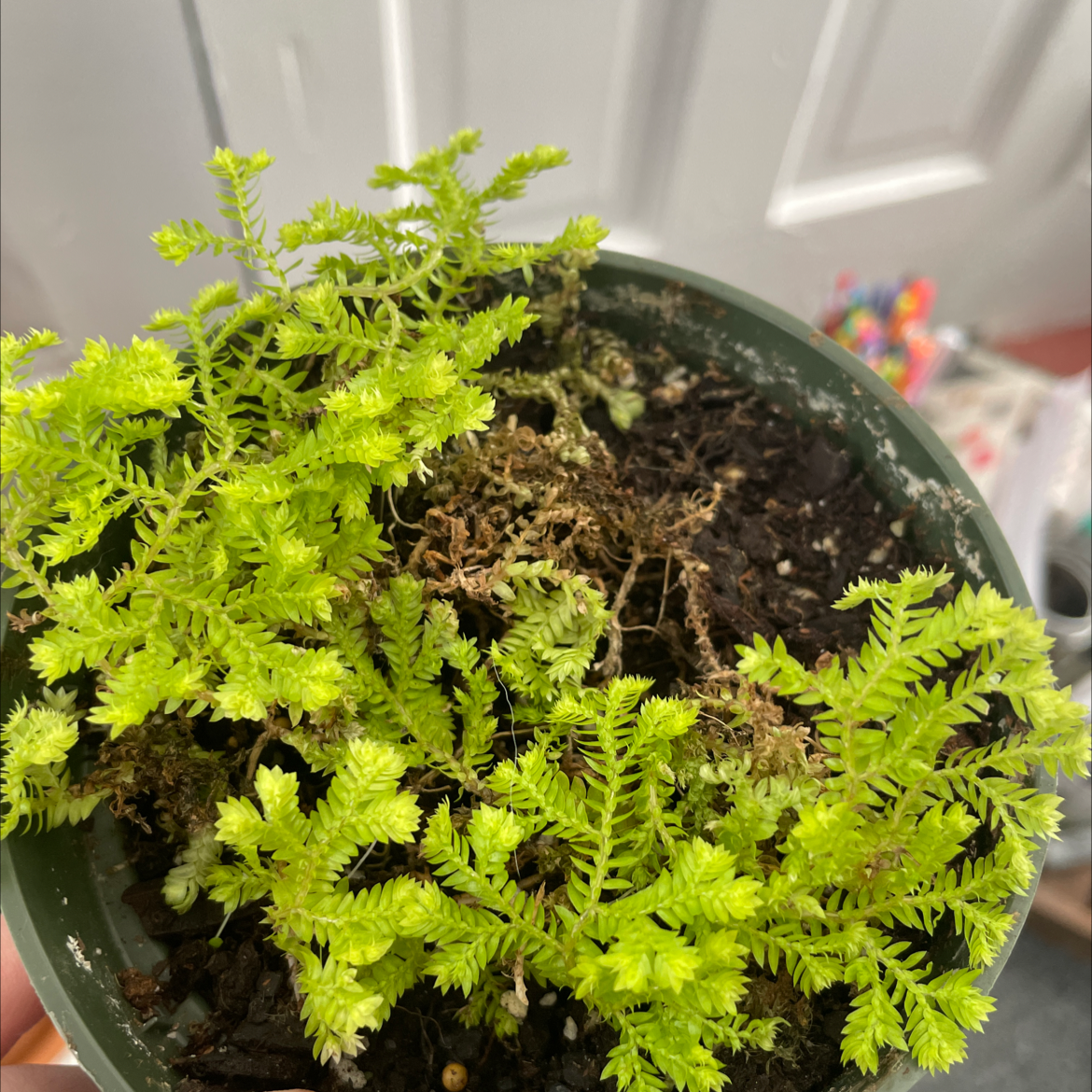 Healthy, lush green club moss plant in a small pot, densely packed foliage with no signs of disease or discoloration.