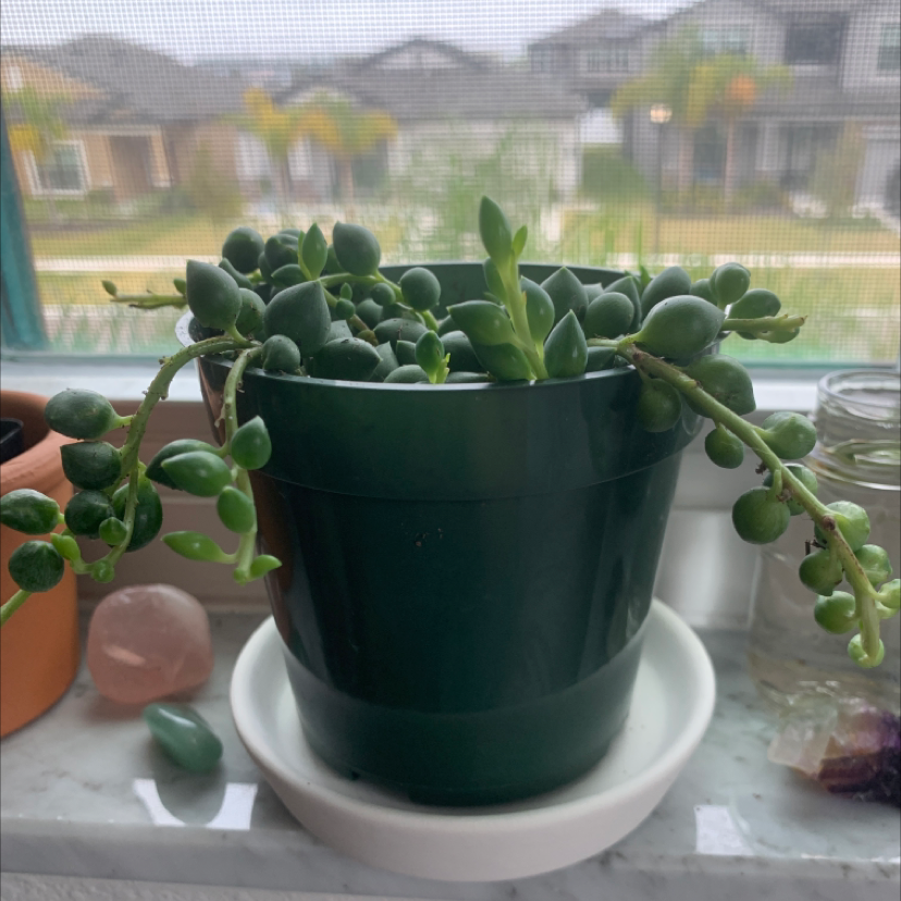 String of Dolphins plant in a green pot on a windowsill, appearing healthy.