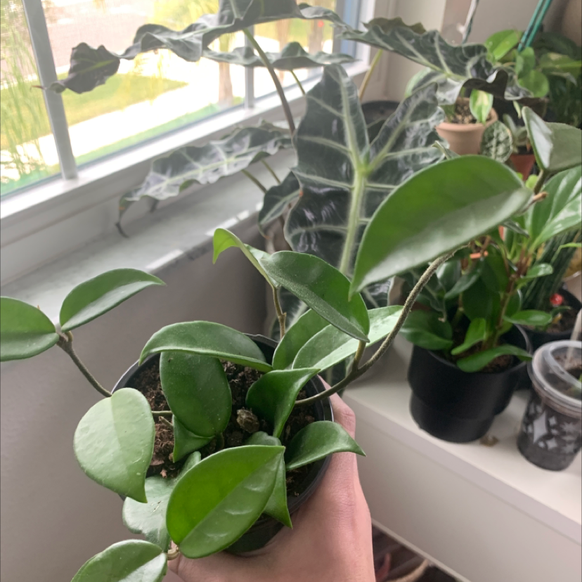 Hand holding up a healthy green waxplant (Hoya carnosa) houseplant against a bright window with other plants in the background.
