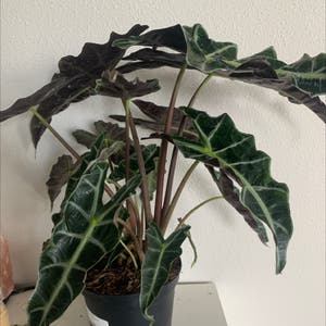 Alocasia Polly Plant plant photo by Bellyboo named Sir Plancelot on Greg, the plant care app.
