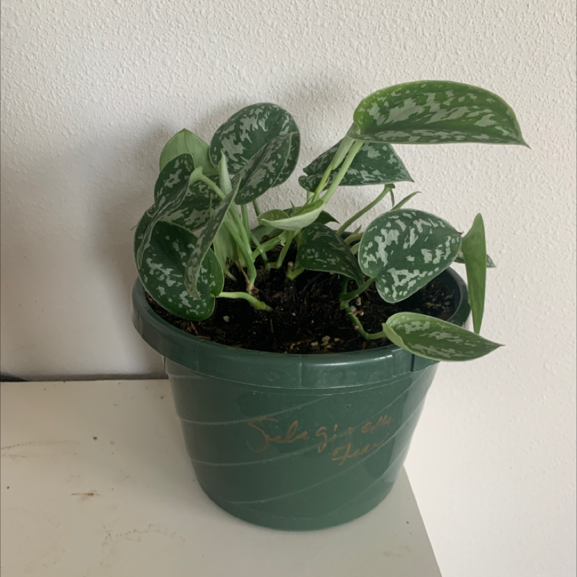 A healthy Satin Pothos plant in a green plastic nursery pot, with shiny variegated leaves showing no signs of discoloration or damage.