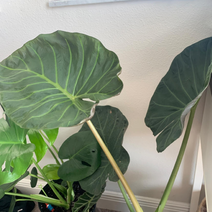 Photo of the plant species Alocasia 'Regal Shields' by @Bellyboo named King Julian on Greg, the plant care app