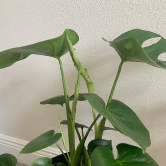 Monstera plant in Riverview, Florida
