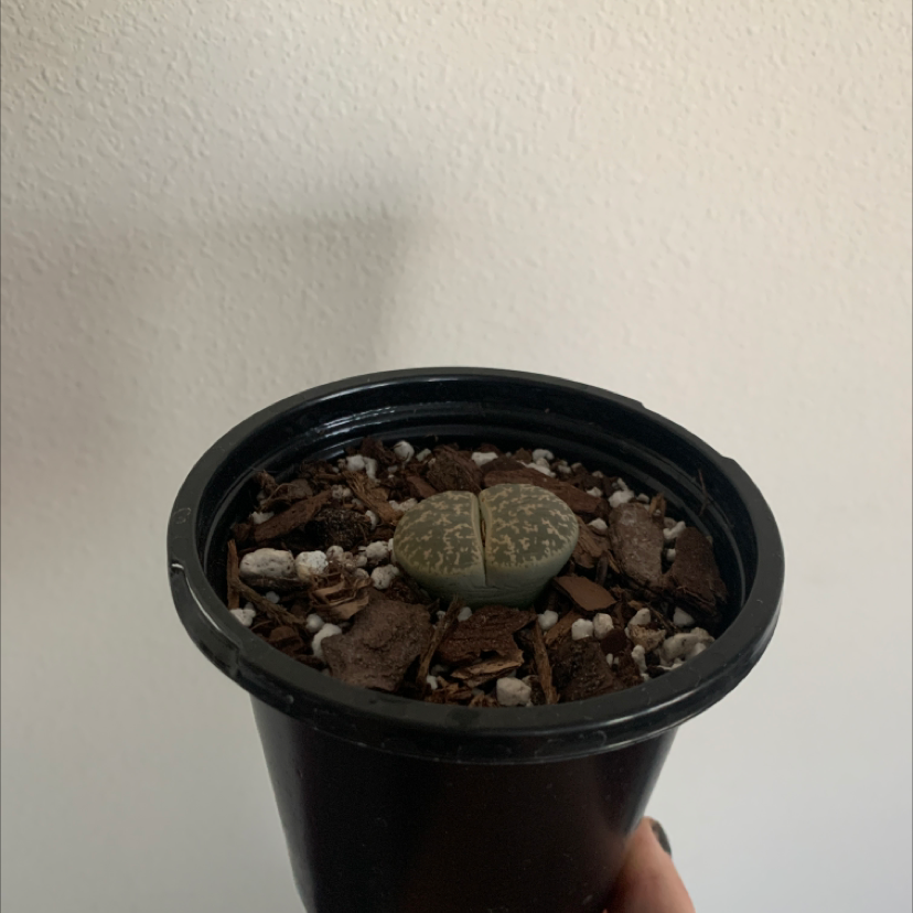 Photo of the plant species Lithops bromfieldii by @Bellyboo named Kurt cobain on Greg, the plant care app