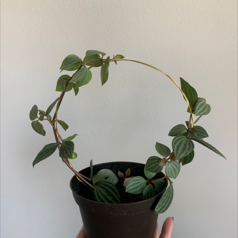 Watermelon Peperomia plant in a black pot with a circular trellis, held by a hand.