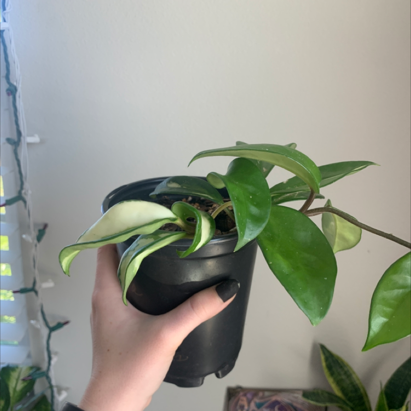 Photo of the plant species Exotic Hoya by @Bellyboo named Jolene on Greg, the plant care app