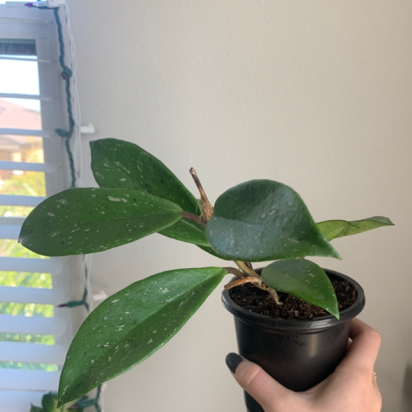 A hand holding a healthy waxplant (Hoya carnosa) with thick, waxy green leaves in a small black plastic pot with visible soil.