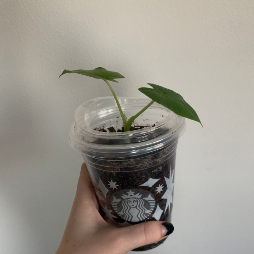 Photo of the plant species Elephant Ear Philodendron by @Bellyboo named Terrell on Greg, the plant care app