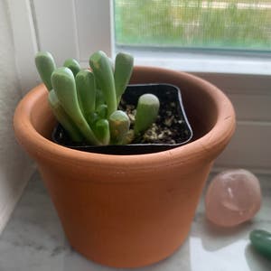 Baby Toes plant photo by @Bellyboo named Tater tot on Greg, the plant care app.