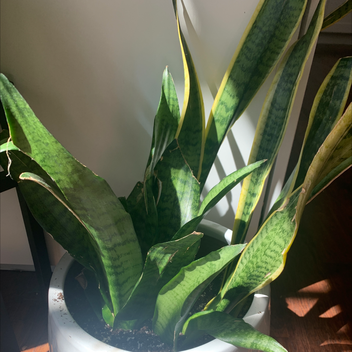 Snake Plant plant photo by Kstie named Snakey on Greg, the plant care app.