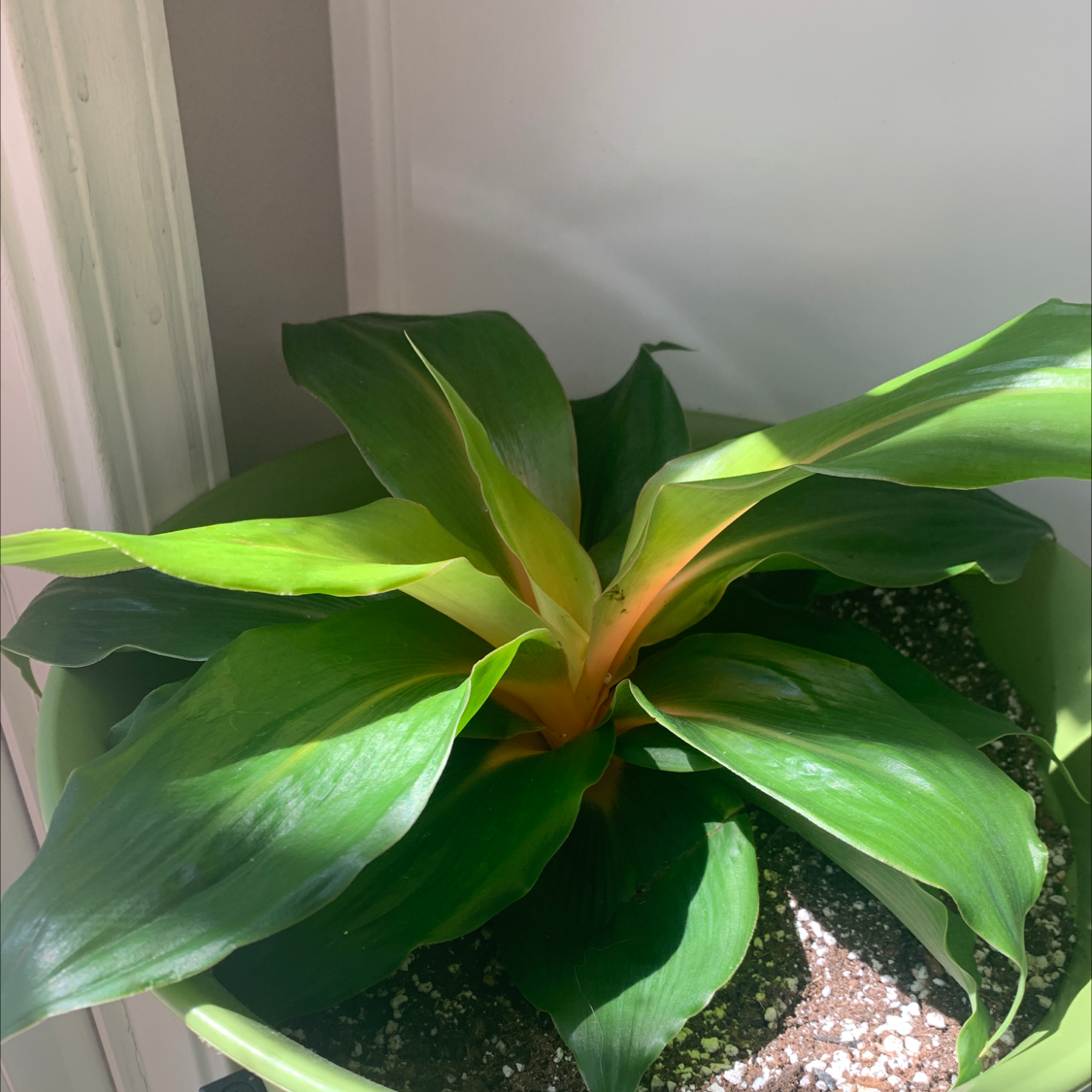 Ti Plant plant photo by Kstie named TJ on Greg, the plant care app.