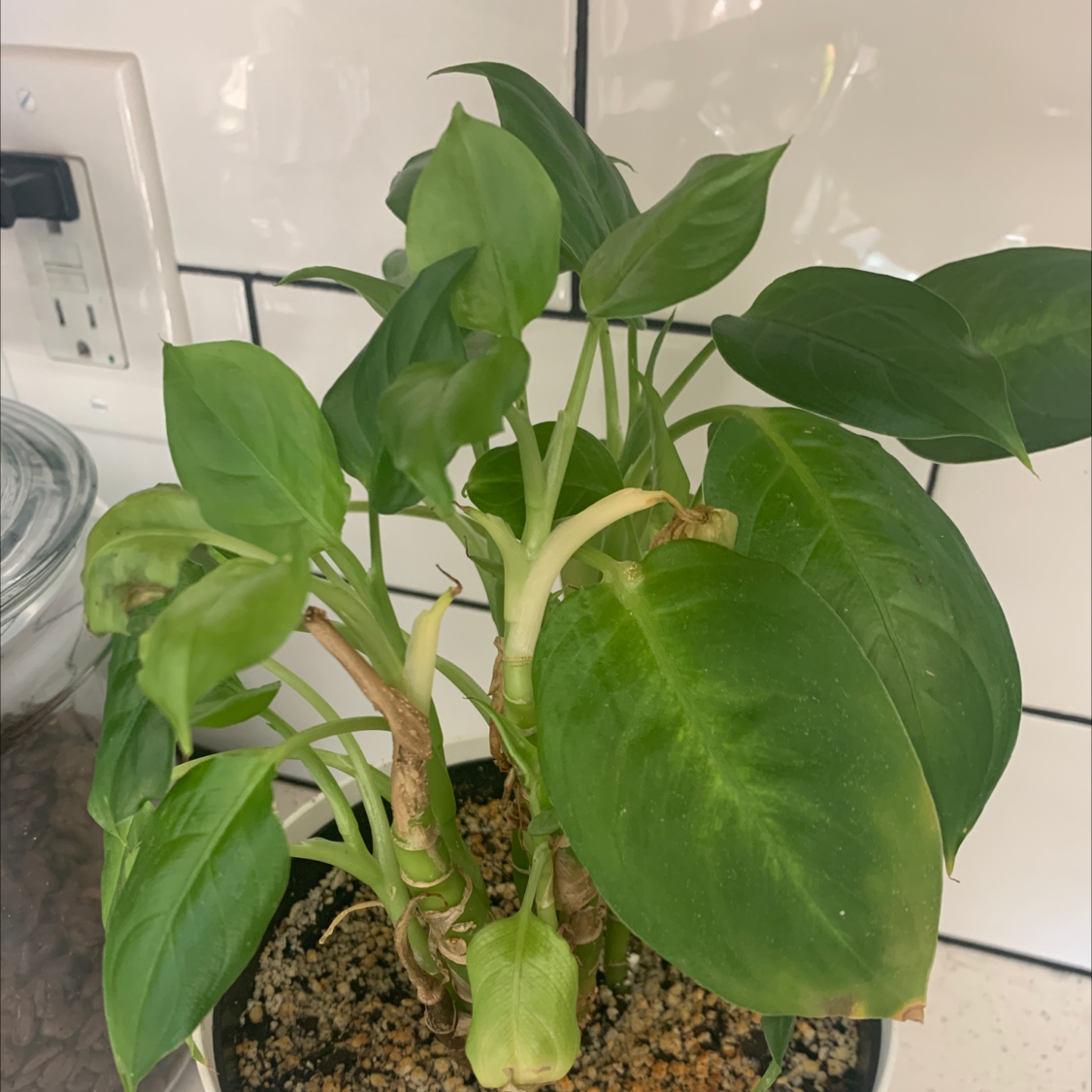 Chinese Evergreen plant photo by Kstie named Bambooboo on Greg, the plant care app.