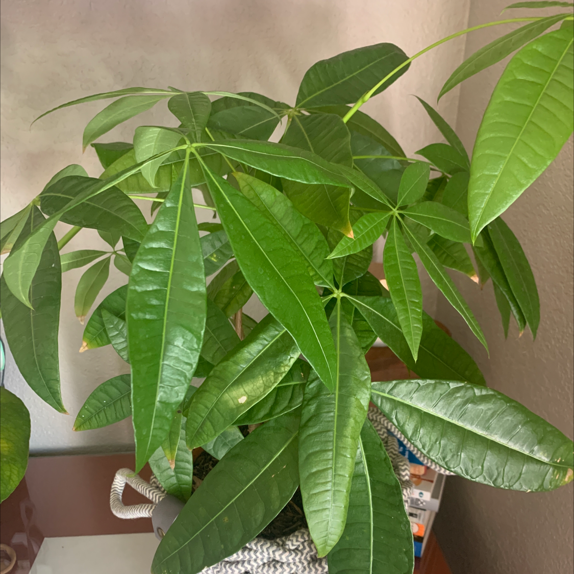 Money Tree plant photo by Kstie named Money maker on Greg, the plant care app.
