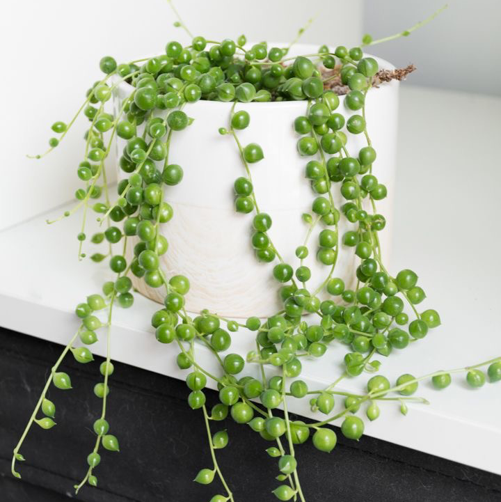 String of Pearls plant photo by Chelle named Bubs on Greg, the plant care app.