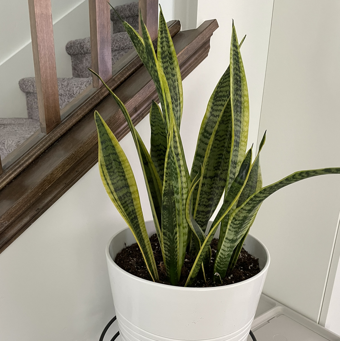 Snake Plant plant photo by Chelle named Daphne on Greg, the plant care app.