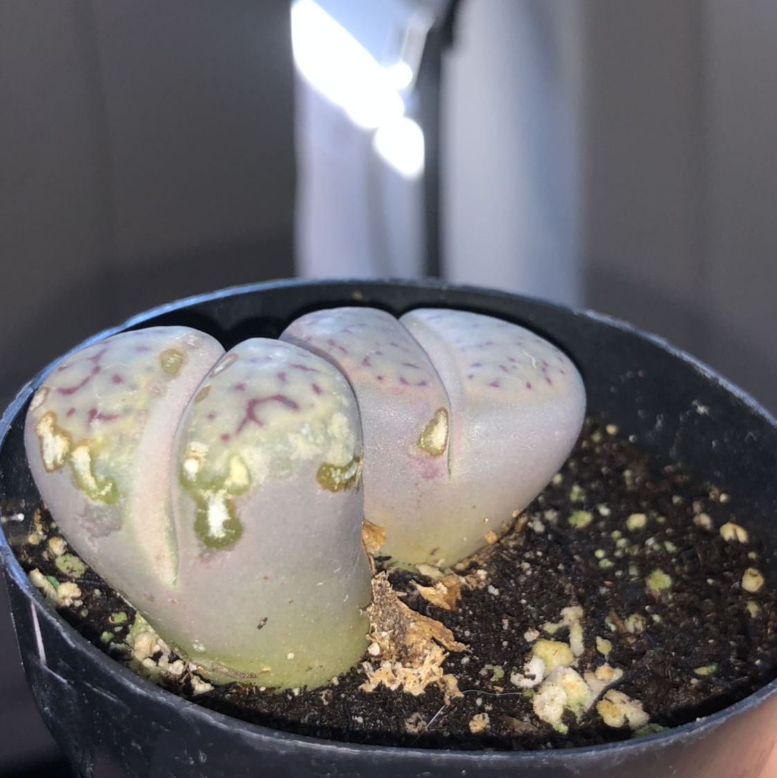 Photo of the plant species Living Stone by @rubygparkin named millie & dakota on Greg, the plant care app
