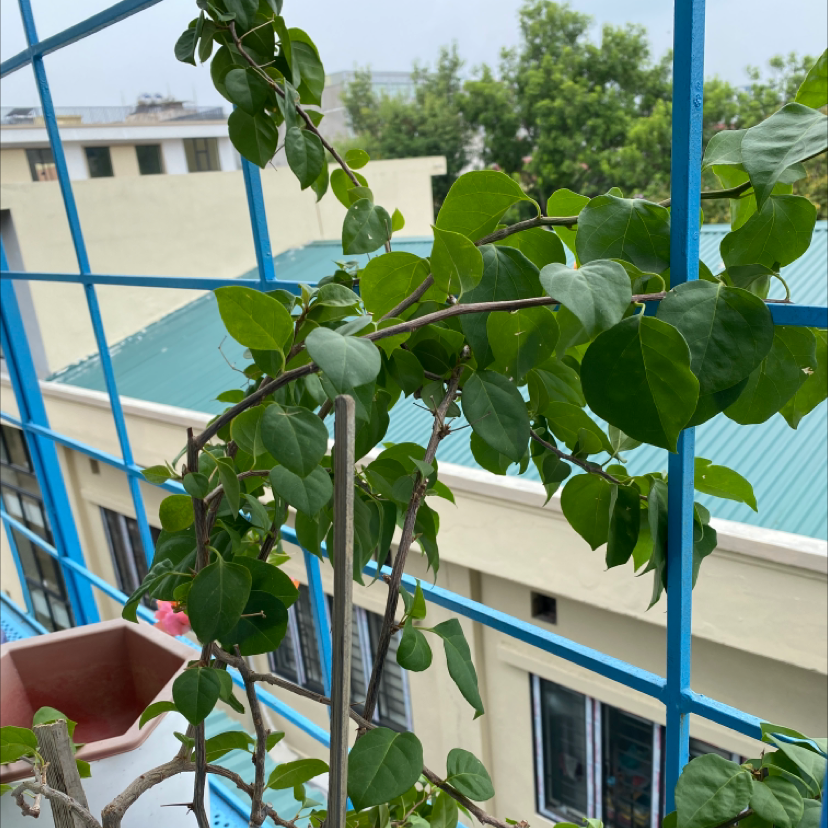 Lesser Bougainvillea plant climbing on a blue trellis with green leaves.