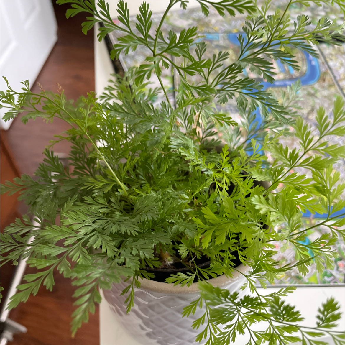 Potted Wild Carrot plant with healthy, feathery green leaves.