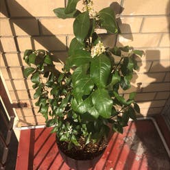 Lemon Balm plant