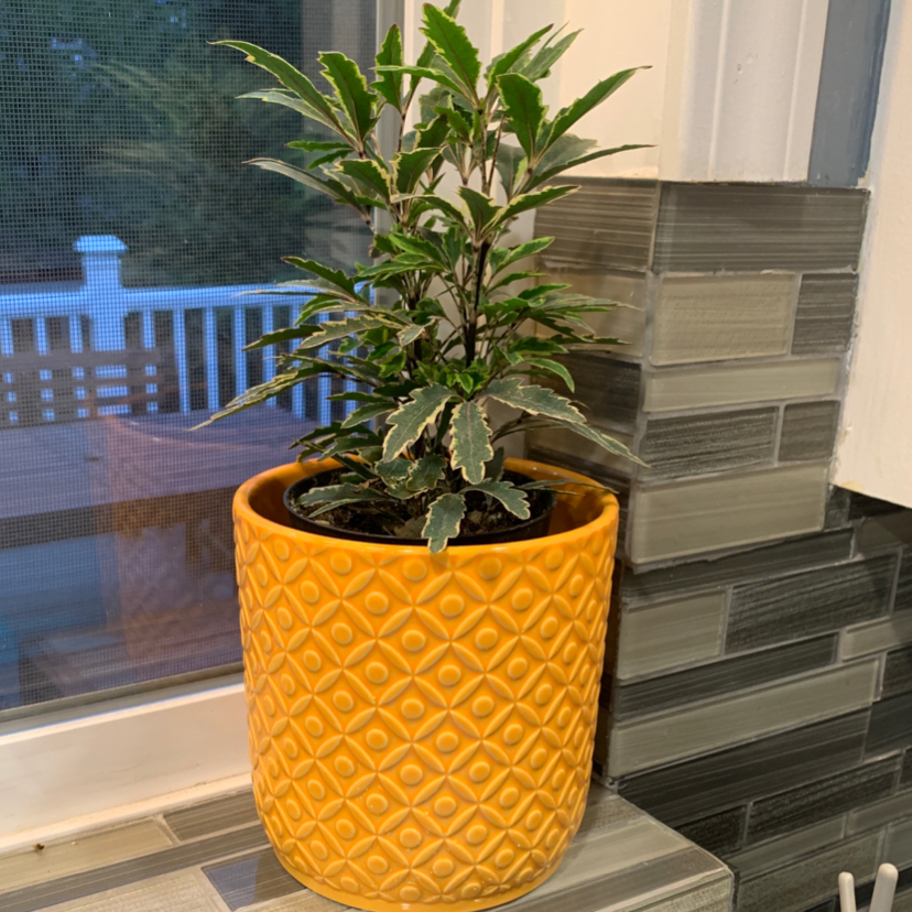 false Aralia plant in a yellow pot on a windowsill, appears healthy.