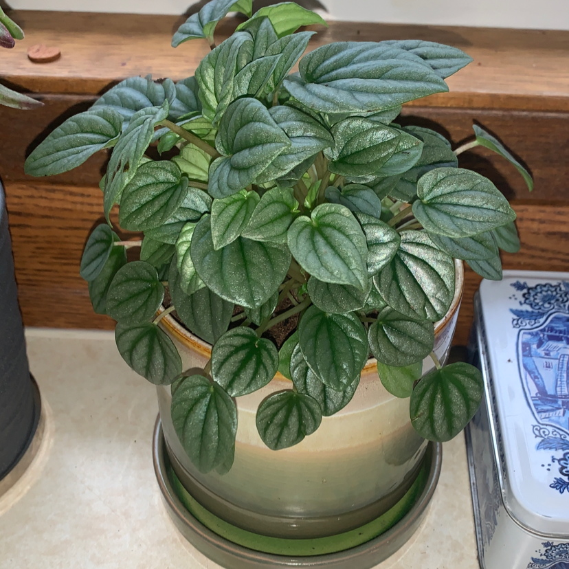 Healthy Silver Frost Peperomia plant in a pot with vibrant green leaves.