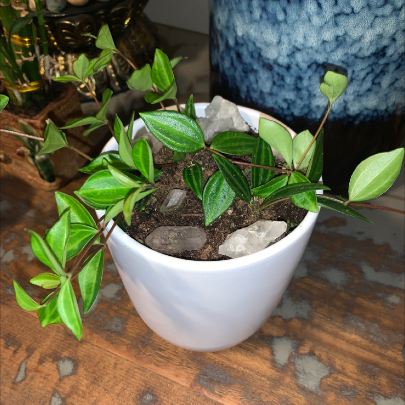 Healthy Radiator Plant in a white pot with visible soil and decorative stones.