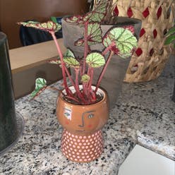 Rex Begonia plant