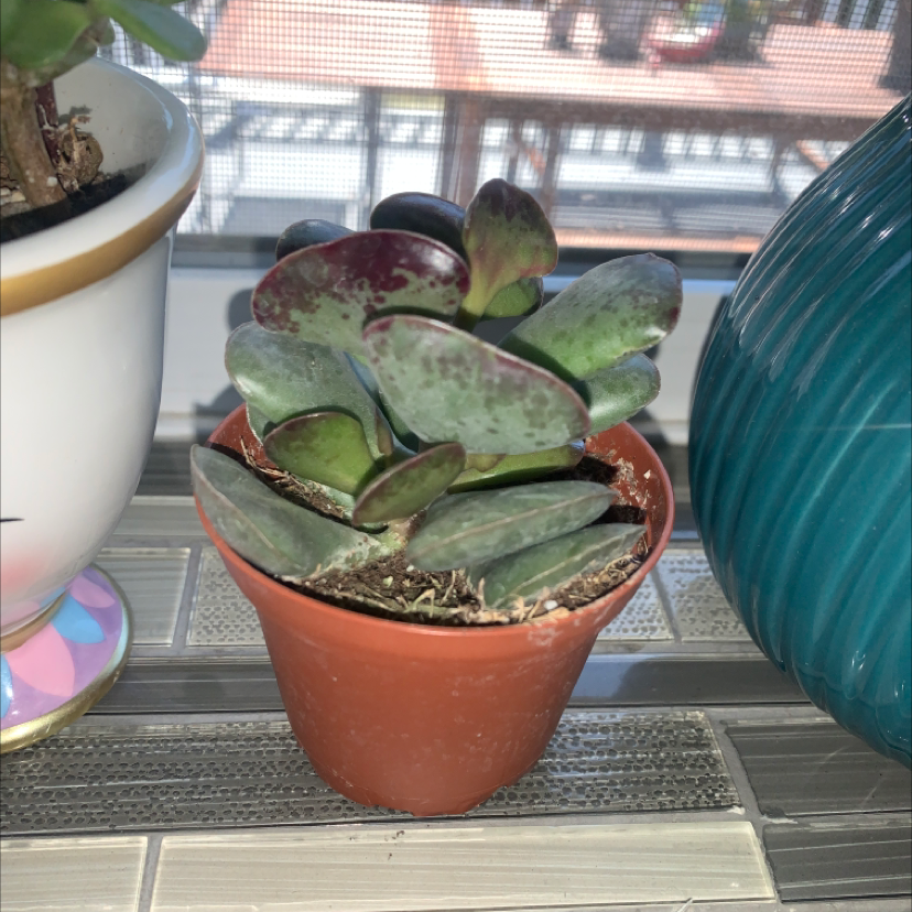 Photo of the plant species Plover Eggs Plant by @Tracey03 named Your plant on Greg, the plant care app