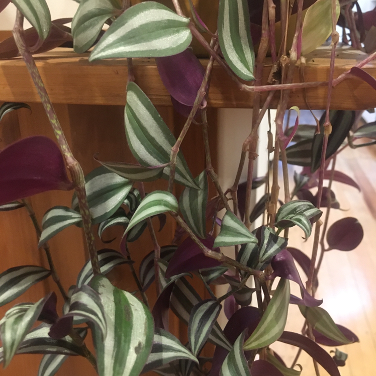 Spiderwort plant photo by @NicPhelan named Buddy Alexander on Greg, the plant care app.