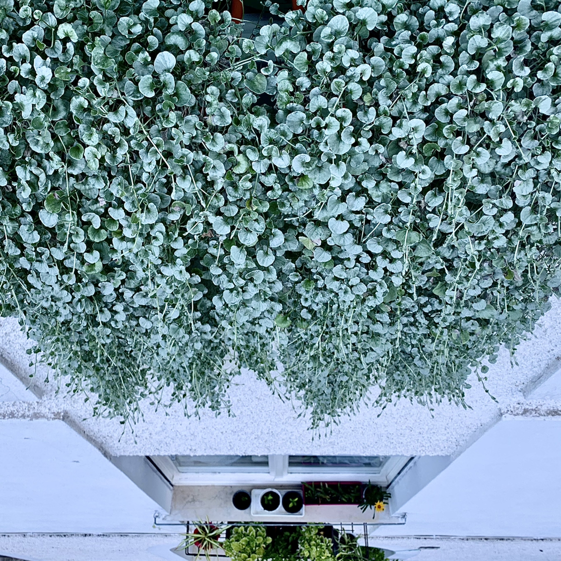 Photo of the plant species Silver Ponysfoot by @red2CVdriver named Curly on Greg, the plant care app
