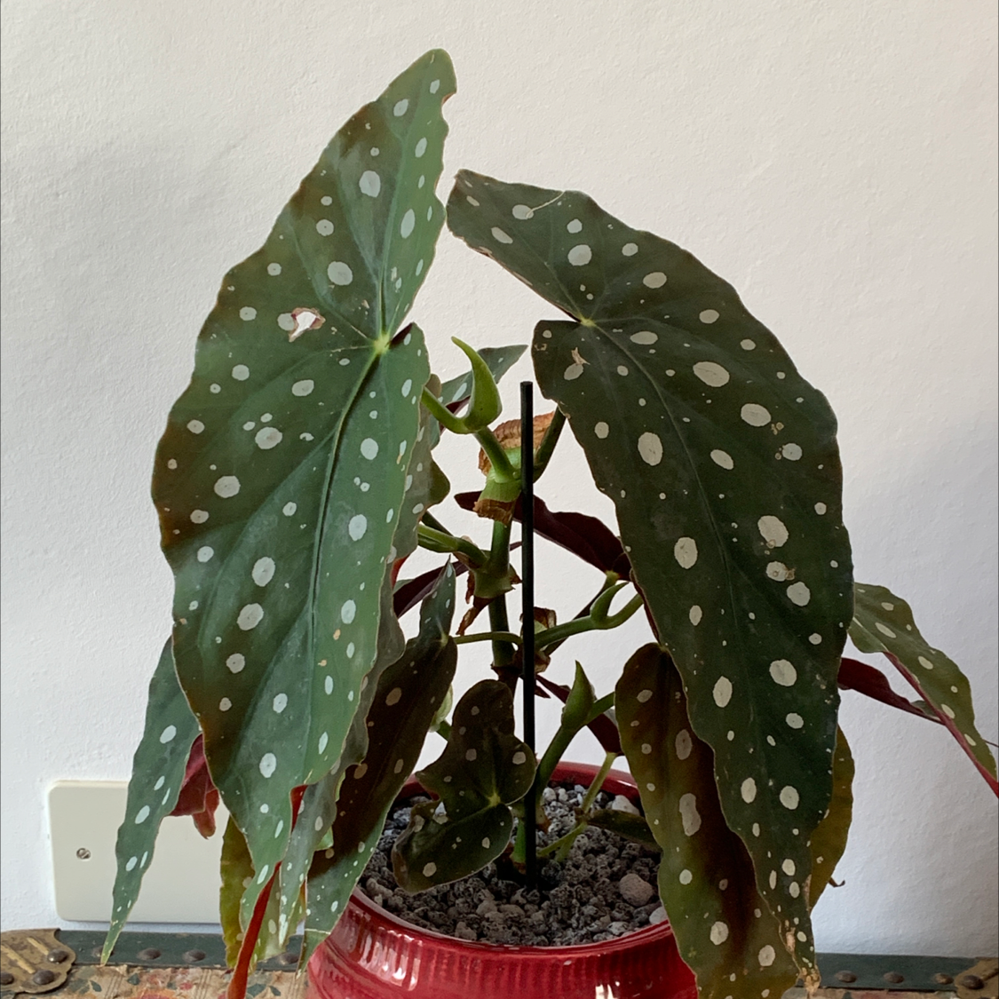 Polka Dot Begonia plant photo by @red2CVdriver named Magikarp on Greg, the plant care app.