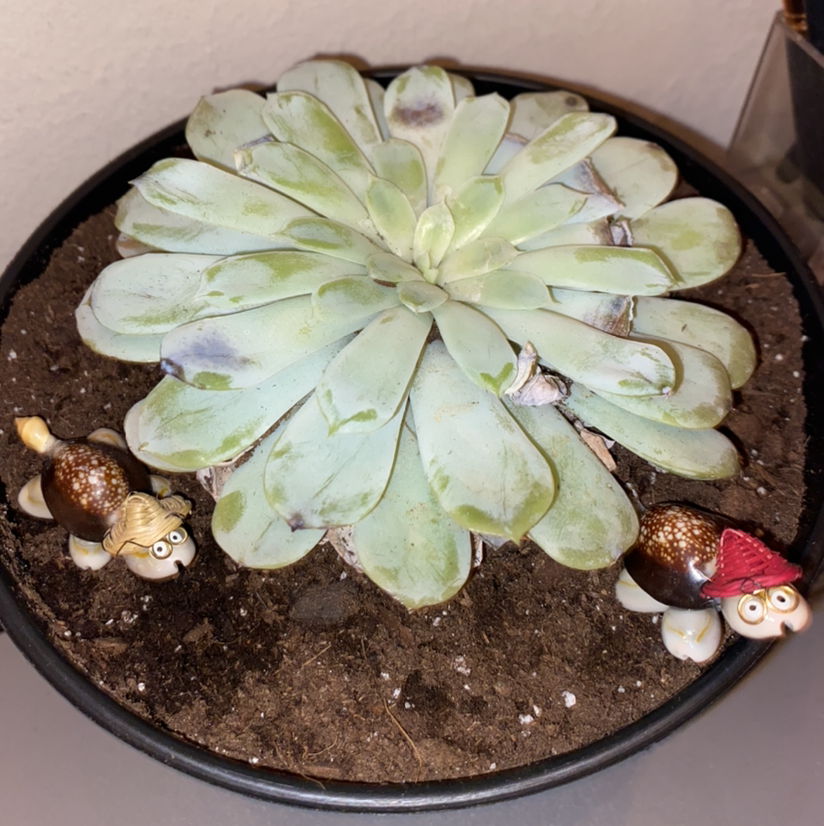 Blue Echeveria plant in a pot with soil and decorative figurines, showing some leaf discoloration.