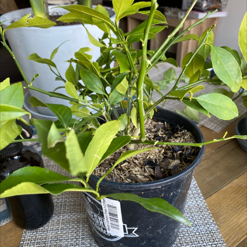 A healthy potted Meyer lemon tree with vibrant green leaves in a well-draining soil mix, photographed in focus.