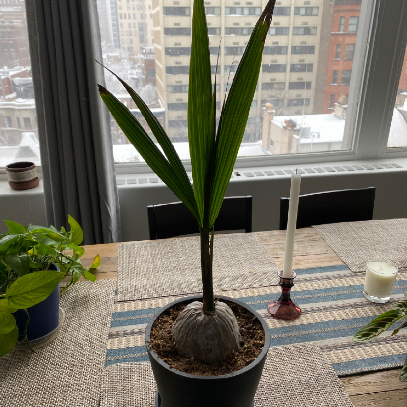 Young coconut plant in a pot on a table with a cityscape background.