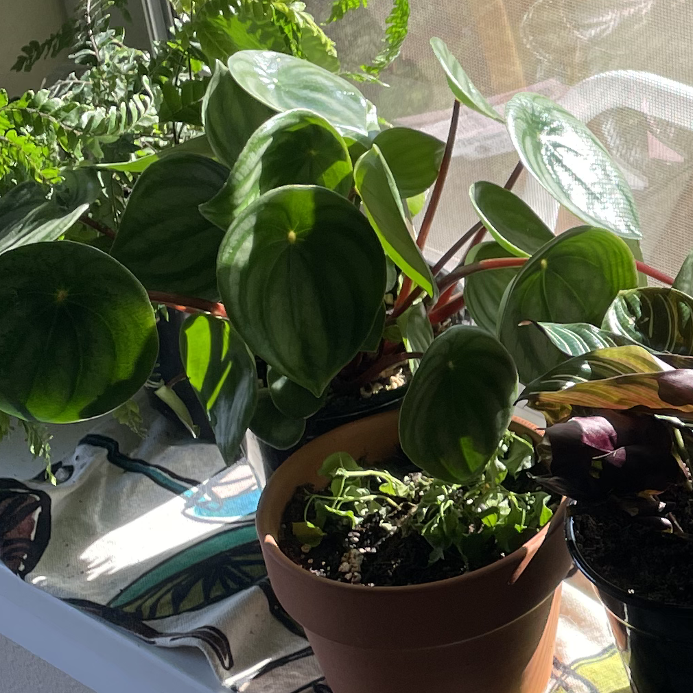 Watermelon Peperomia plant photo by @patiovert named Waattee on Greg, the plant care app.