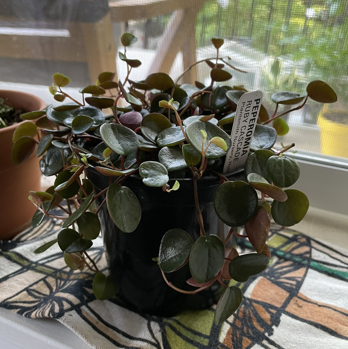 Photo of the plant species Peperomia 'Ruby Cascade' by @patiovert named Ruby on Greg, the plant care app