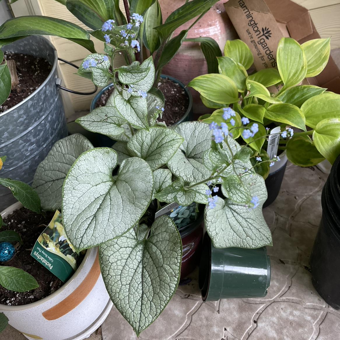 False Forget-Me-Not plant photo by @patiovert named Athena on Greg, the plant care app.
