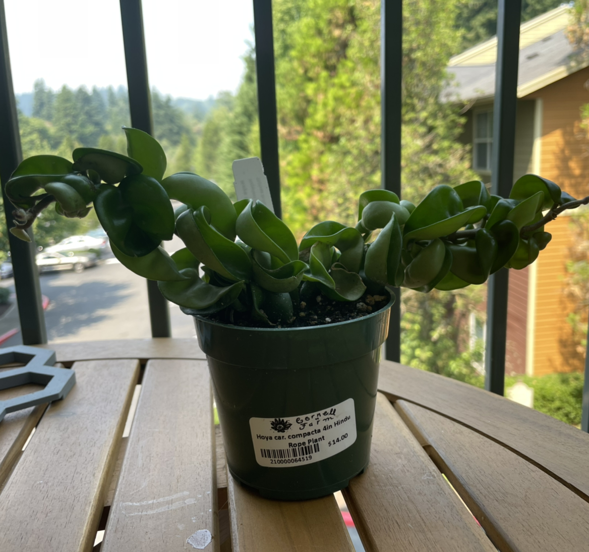 Hoya carnosa 'Compacta' plant photo by @patiovert named Stop Drop and Rope on Greg, the plant care app.
