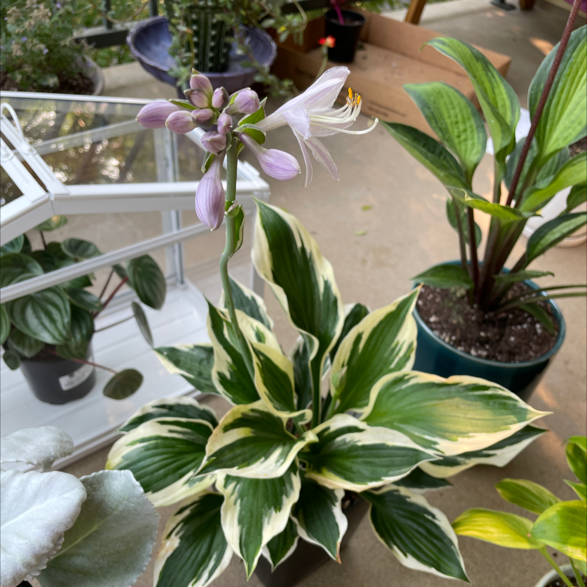 Hosta 'Patriot' plant photo by @patiovert named DoubleMint on Greg, the plant care app.