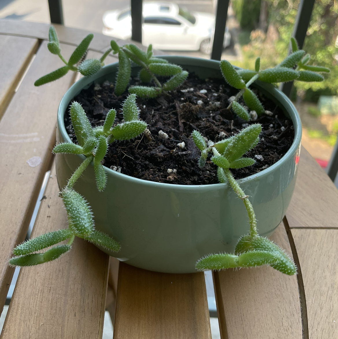 Pickle Plant plant photo by @patiovert named Rickle Pickle on Greg, the plant care app.