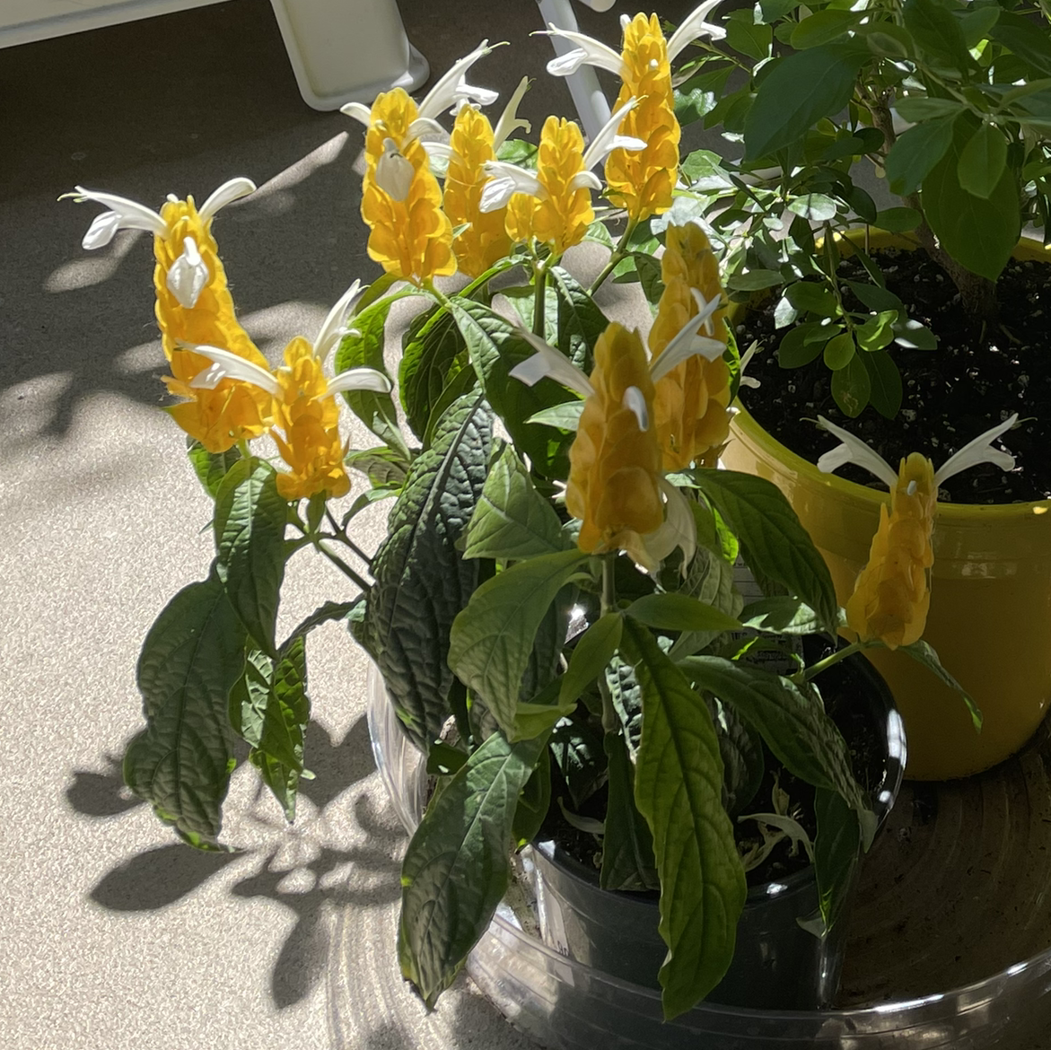 Photo of the plant species Lollipop Plant by @patiovert named Shrimpy! on Greg, the plant care app